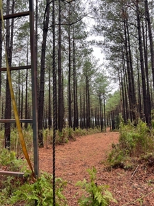 Fantastic Homesite, Recreational/Hunting Tract in SW MS! - image 11