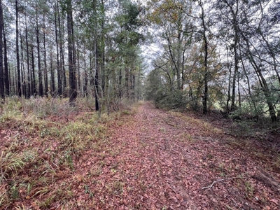Fantastic Homesite, Recreational/Hunting Tract in SW MS! - image 8
