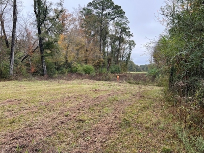 Fantastic Homesite, Recreational/Hunting Tract in SW MS! - image 10