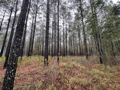 Fantastic Homesite, Recreational/Hunting Tract in SW MS! - image 12