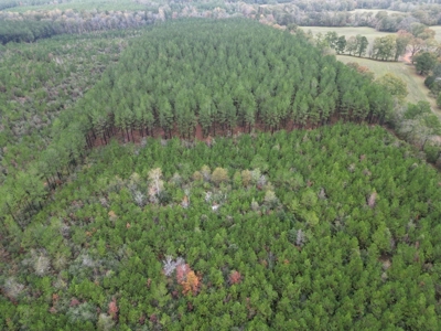 Fantastic Homesite, Recreational/Hunting Tract in SW MS! - image 4