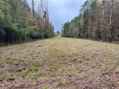 Fantastic Homesite, Recreational/Hunting Tract in SW MS! - image 9