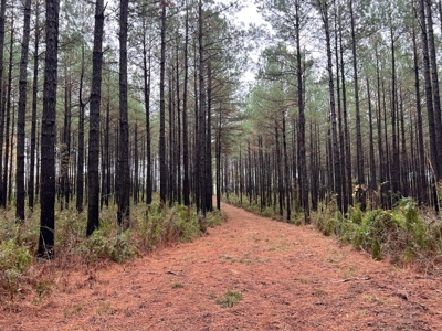 Fantastic Homesite, Recreational/Hunting Tract in SW MS! - image 14