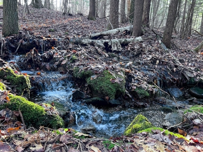 10 Acres of Maine Land for Sale - image 26