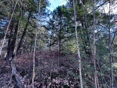 10 Acres of Maine Land for Sale - image 11