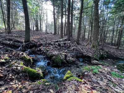 10 Acres of Maine Land for Sale - image 27