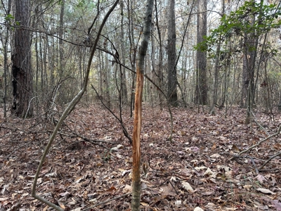200+/- Acres hunting and timberland for sale in Clarks, LA - image 24