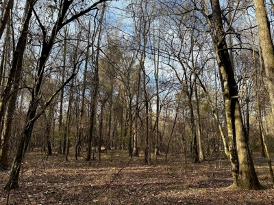 200+/- Acres hunting and timberland for sale in Clarks, LA - image 18