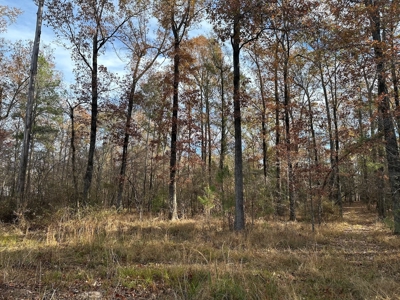 200+/- Acres hunting and timberland for sale in Clarks, LA - image 22