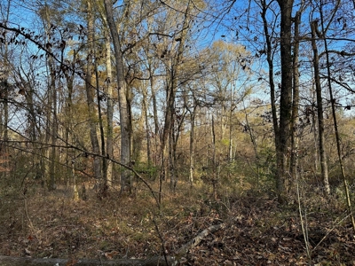 200+/- Acres hunting and timberland for sale in Clarks, LA - image 8