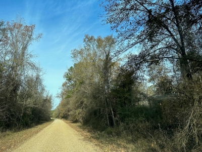 200+/- Acres hunting and timberland for sale in Clarks, LA - image 21