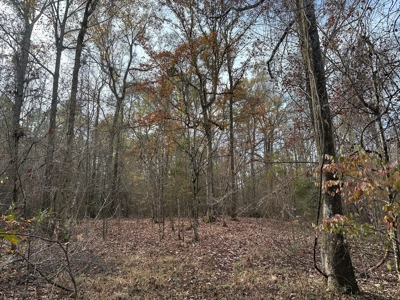 200+/- Acres hunting and timberland for sale in Clarks, LA - image 26