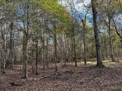 200+/- Acres hunting and timberland for sale in Clarks, LA - image 19