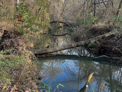 200+/- Acres hunting and timberland for sale in Clarks, LA - image 7