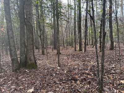 200+/- Acres hunting and timberland for sale in Clarks, LA - image 25
