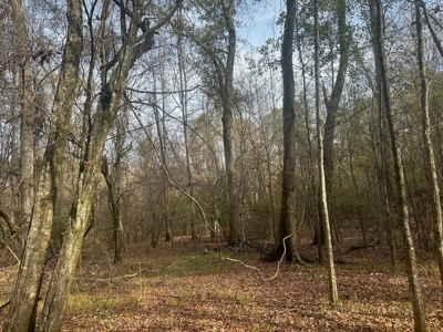 200+/- Acres hunting and timberland for sale in Clarks, LA - image 30