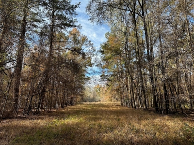 200+/- Acres hunting and timberland for sale in Clarks, LA - image 15