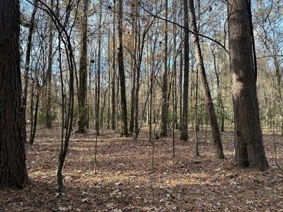 200+/- Acres hunting and timberland for sale in Clarks, LA - image 17