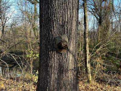 200+/- Acres hunting and timberland for sale in Clarks, LA - image 9