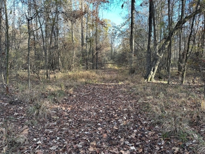 200+/- Acres hunting and timberland for sale in Clarks, LA - image 14