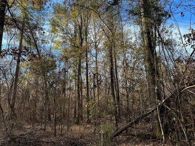 200+/- Acres hunting and timberland for sale in Clarks, LA - image 12