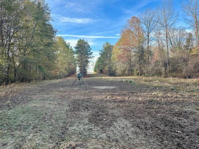 200+/- Acres hunting and timberland for sale in Clarks, LA - image 3