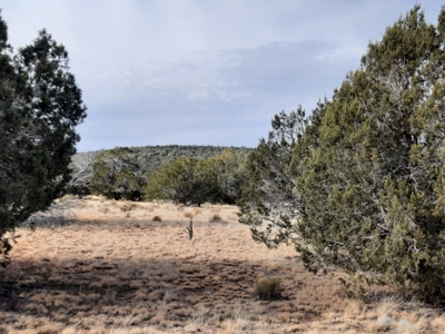Northern AZ off grid 7.5 acre parcel. - image 7