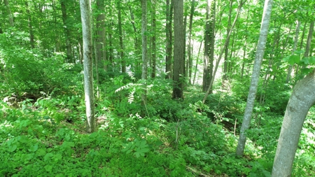 Lot on Beautiful Barren River Lake - image 8