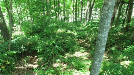 Lot on Beautiful Barren River Lake - image 9