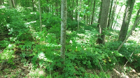 Lot on Beautiful Barren River Lake - image 7