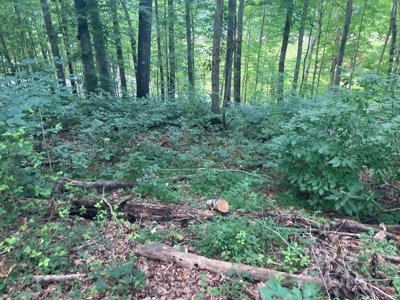 Lot on Beautiful Barren River Lake - image 12