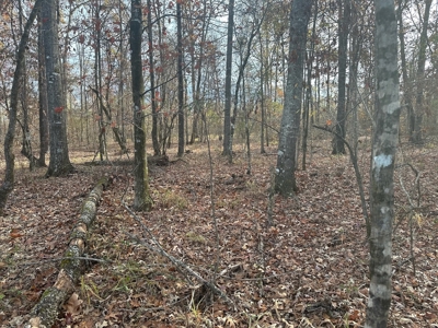 40 Acre Hunting Tract Located in LaSalle Parish - image 9
