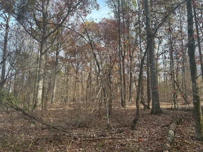 40 Acre Hunting Tract Located in LaSalle Parish - image 8