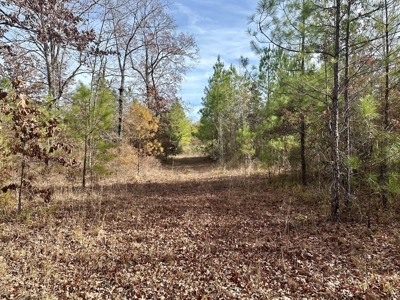 40 Acre Hunting Tract Located in LaSalle Parish - image 2