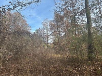 40 Acre Hunting Tract Located in LaSalle Parish - image 6