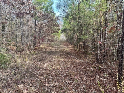 40 Acre Hunting Tract Located in LaSalle Parish - image 1