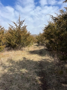 Recreational Land with Hunting & Development Potential - image 26