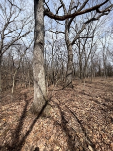 Recreational Land with Hunting & Development Potential - image 34