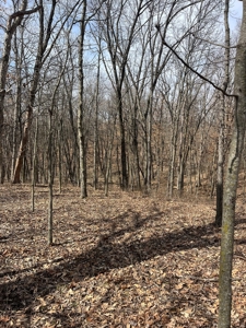 Recreational Land with Hunting & Development Potential - image 35