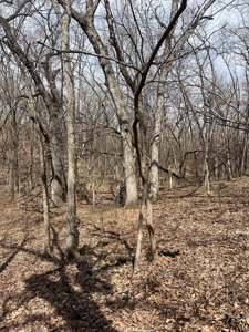 Recreational Land with Hunting & Development Potential - image 33