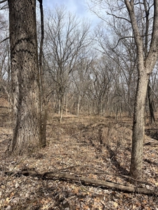 Recreational Land with Hunting & Development Potential - image 32