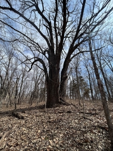 Recreational Land with Hunting & Development Potential - image 38