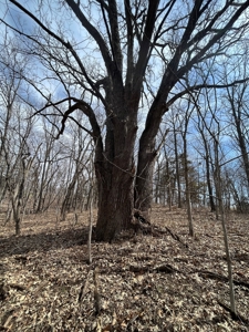 Recreational Land with Hunting & Development Potential - image 39