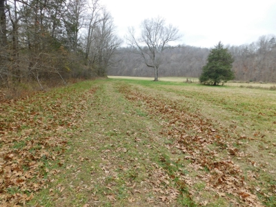 Brasel Creek Runs Through Farm Land For Sale in Newton Count - image 17