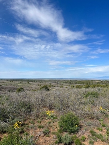 Land For Sale in Dove Creek, CO! - image 25