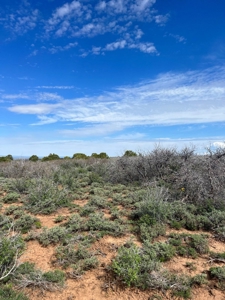Land For Sale in Dove Creek, CO! - image 31
