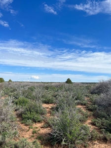 Land For Sale in Dove Creek, CO! - image 32