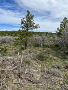 Land For Sale in Dove Creek, CO! - image 9