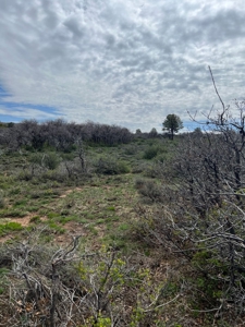 Land For Sale in Dove Creek, CO! - image 8