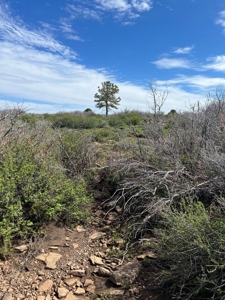 Land For Sale in Dove Creek, CO! - image 3